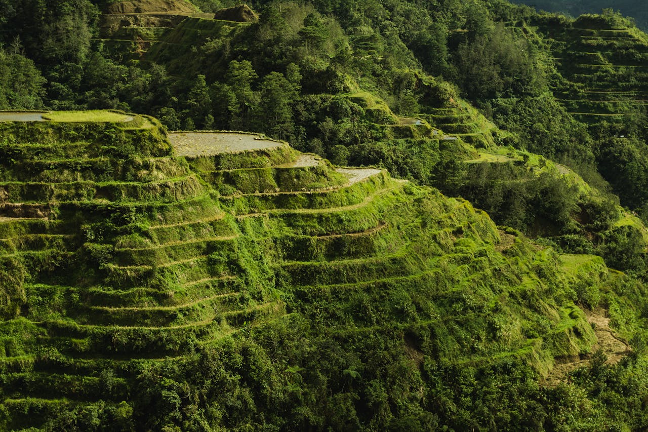 Banaue Rice Terraces